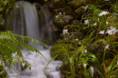 Water fall - Chaumont jardins